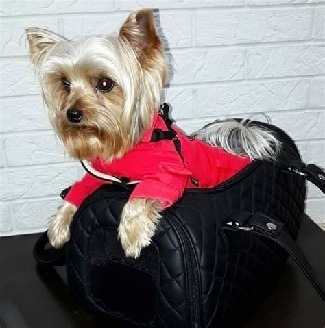 14 Things Only Yorkie Owners Will Understand Page 2 Of 5 Petpress