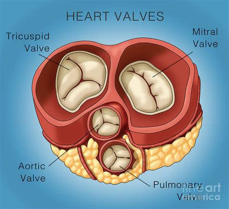 Heart Valves Illustration Photograph By Monica Schroeder