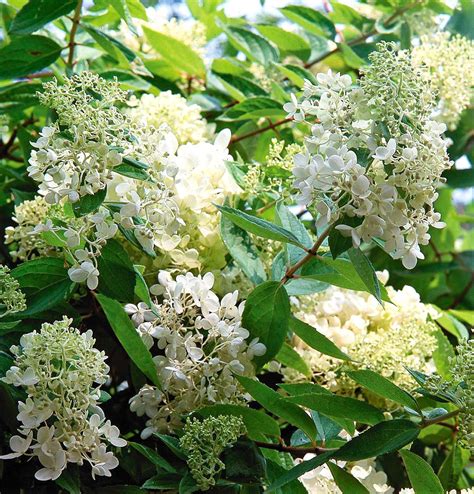 10 Best Flowering Trees And Shrubs For Adding Gorgeous Color To Your