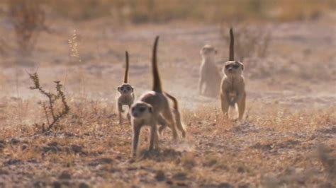 Bbc One Planet Earth Live Specials A Meerkats Tale On The War Path