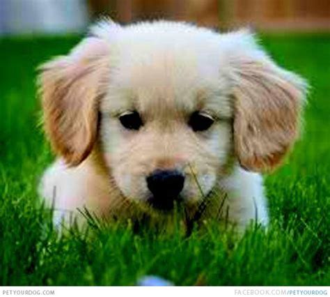Pet Your Dog Cute Miniature Golden