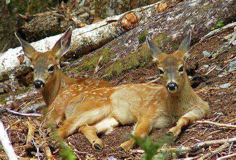 Fawn Twins Photograph By James Frazier