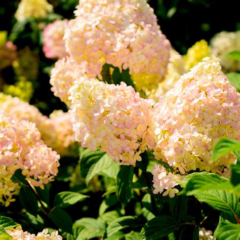Hydrangea Paniculata Pink Lady In 2l Pot With Stunning Cone Shaped