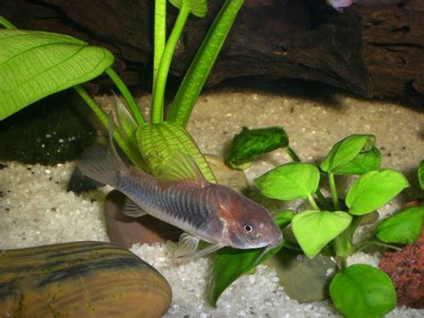 Corydora Aeneus Acuario Adictos