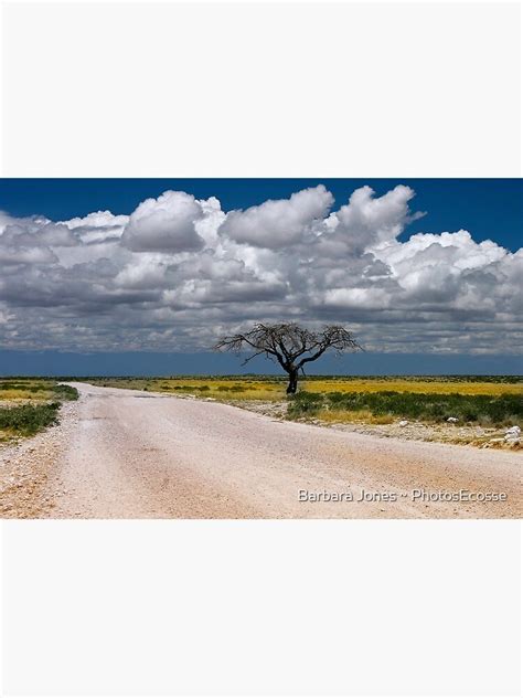 Lone Acacia Tree Etosha National Park Namibia Africa Photographic