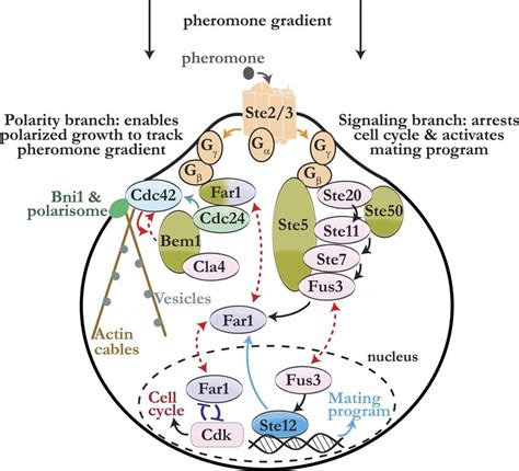 schematic illustrating the pheromone dependent mapk pathway in budding download scientific