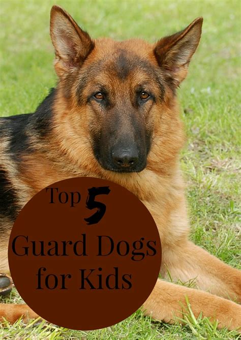 There are no featured audience reviews for at this time. Top 5 Guard Dogs for Kids - http://www.dogvills.com
