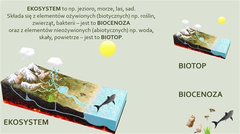 Czym Jest Ekosystem Biologia Szkoła Podstawowa Youtube