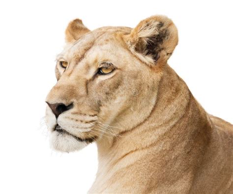 Beautiful Lioness Stock Photo Image Of Carnivore Head 33211404