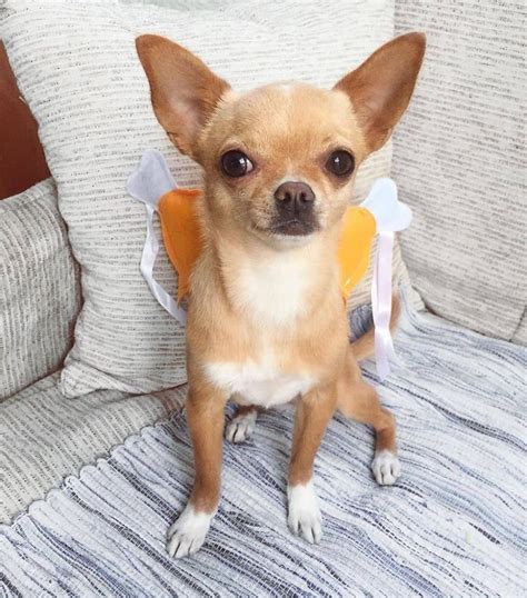 Cachorro De Chihuahua Para Adopción Mercado Libre