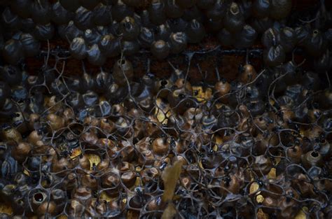 Cara potong sarang kelulut dan tips pemasangan kotak madu. MADU KELULUT HUTAN PALAS: MADU KELULUT HUTAN PALAS