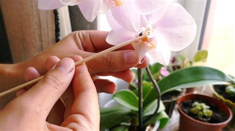 How To Pollinate Orchid At Home Experiment Tutorial Marvels Of Nature Youtube
