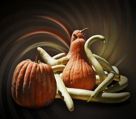 Pumpkins And Snake Gourds By Avmurray