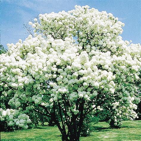 Spring Hill Nurseries Snowball Bush Viburnum White Flowering Shrub In 1