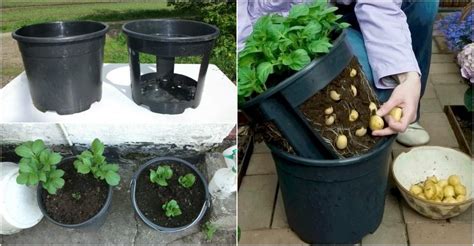 You'll need to make the hole. DIY Growing Potatoes in Buckets | UsefulDIY.com