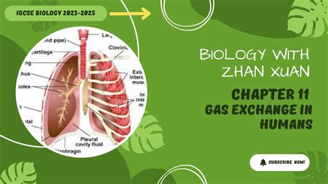 Igcse Biology Chapter Gas Exchange In Humans Respiratory System