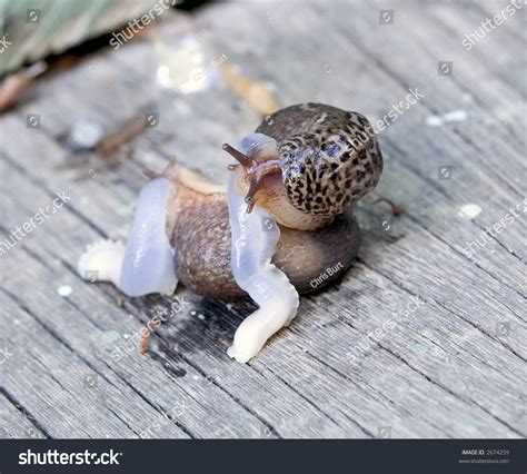 Consumation Slugs Are Hermaphroditic Once A Slug Has Located A Mate They Encircle Each Other