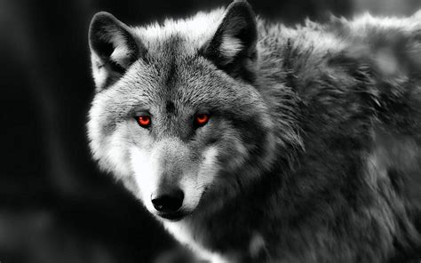 Black Wolf With Red Eyes Wallpapers Top Free Black Wolf With Red Eyes