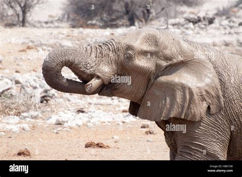 Trunk Thirsty Hi Res Stock Photography And Images Alamy