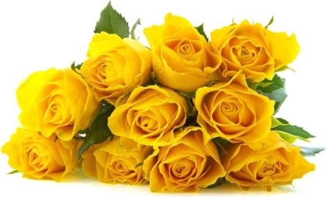 Download in under 30 seconds. Yellow rose flowers images free stock photos download ...