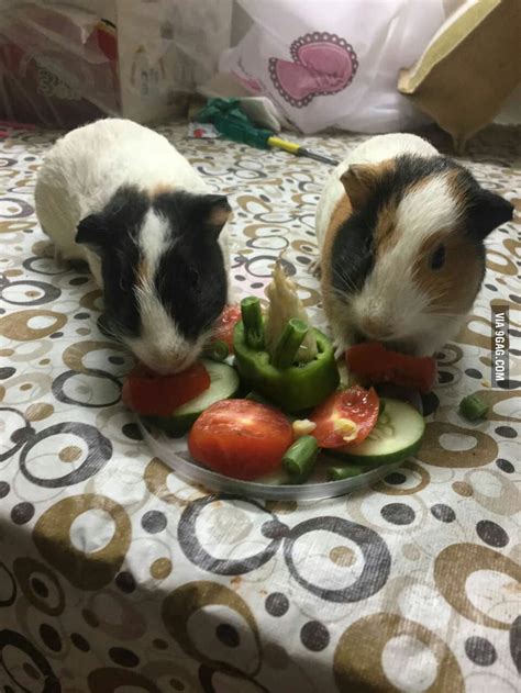 My Guinea Pigs On Their 1st Birthday 9gag