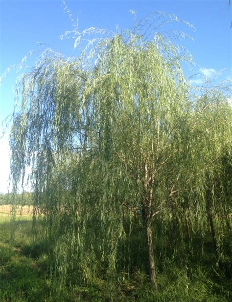 Weeping Willow Fort Wayne Trees