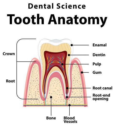 Free Vector Infographic Of Human In Dental Science Tooth Anatomy