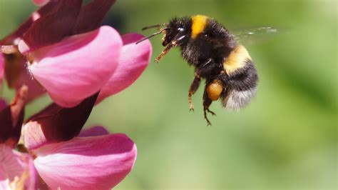 American Bumblebees Disappeared From 8 States Face Extinction