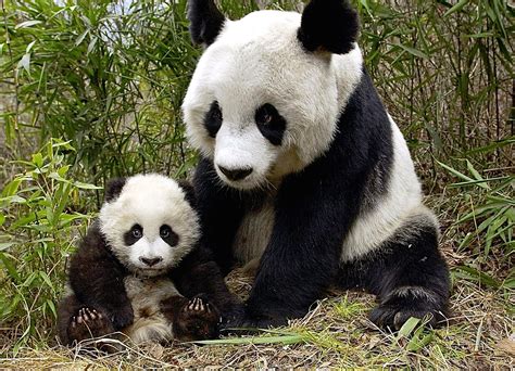 Giant Pandas Wolong Nature Reserve Wallpaper Free
