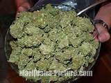 Photos of Marijuana Bowl