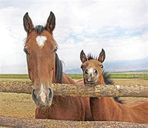 Mare And Filly Horses Photograph By Jennie Marie Schell