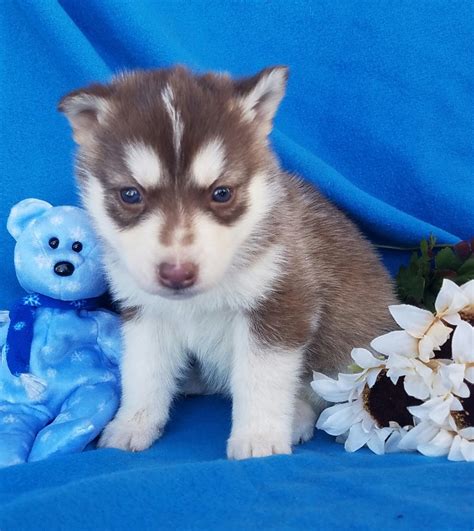 Siberian Husky Puppies For Sale Grabill In 183385
