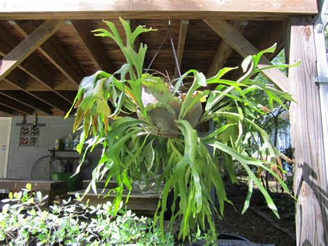 Read on to learn about transplanting staghorn ferns. Staghorn Fern Care - How To Grow A Staghorn Fern Indoors ...