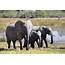 Mysterious Death Of Botswana’s Elephants Being Investigated 