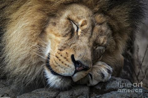 The lion sleeps tonight 1 hour duration. The Lion Sleeps Tonight Photograph by Mitch Shindelbower