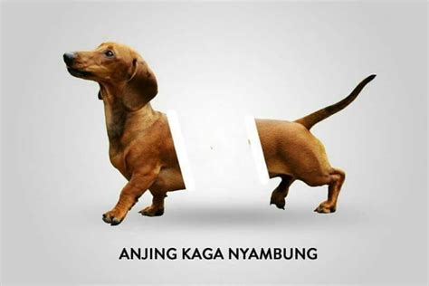 Gambar Meme Anjing Ga Nyambung 148 Gambar Kata Kata Ga Peduli