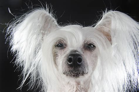 Фотографии голых собак от Софи Гаманд Удивительный Мир Животных