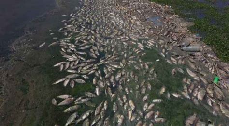 Tonnes Of Dead Fish Wash Up On Shore Of Highly Roya News