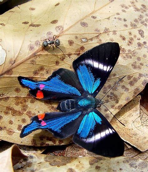 Periander Metalmark Rhetus Periander Beautiful Butterflies Butterfly