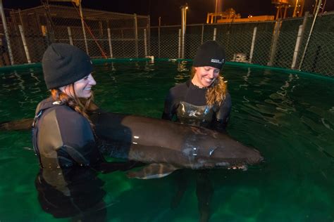 False Killer Whale Calf Rescued Near Tofino In Critical Condition
