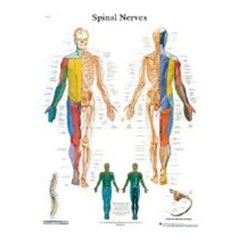 Fabrication Enterprises Chart Anatomical Spinal Nerves 20x25 Ea