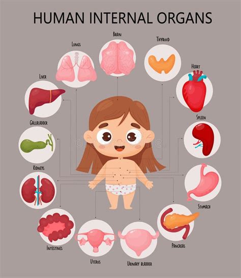 Corpo Umano Anatomico Infografica Con Una Ragazza Carina Diagramma