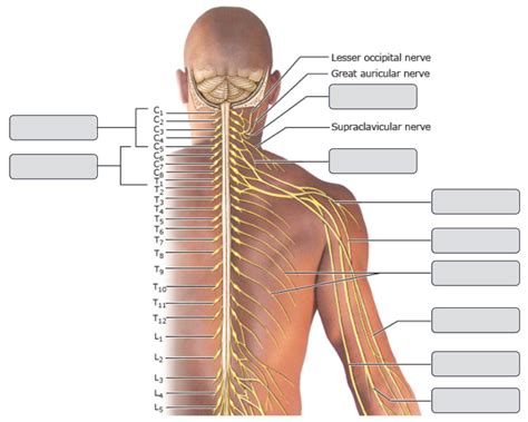 Peripheral Nerves And Nerve Plexus Diagram Quizlet