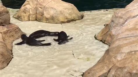 Sea Lion Pups At Seaworld San Antonio Youtube