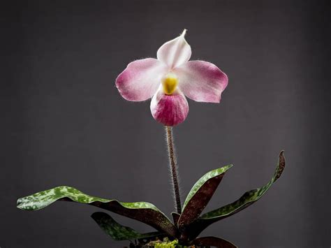 Paphiopedilum Vietnamense Orchid Plant Care And Culture Travaldo S Blog