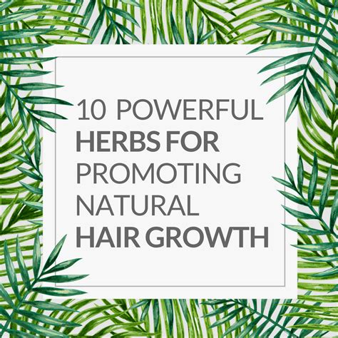 Herbs For Natural Hair 10 Of The Best Herbs For Hair Growth Artofit
