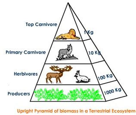 Pyramids Ecology