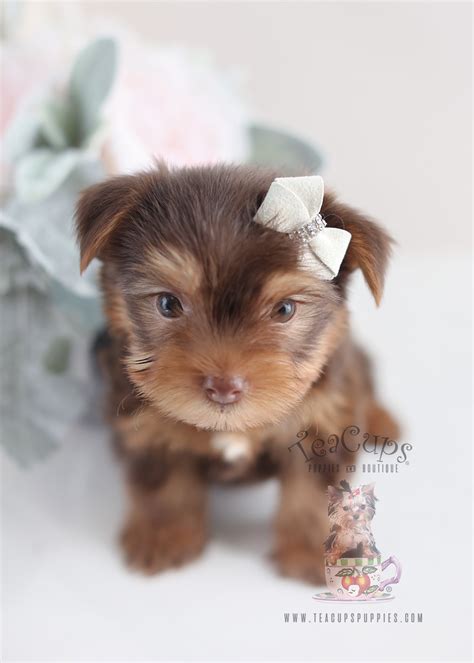 Beautiful Teacup Yorkie Puppies Miami Ft Lauderdale Area Teacups Puppies And Boutique