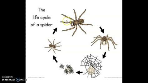 Spiders Life Cycle For Kids Wolf Spider - Bank2home.com
