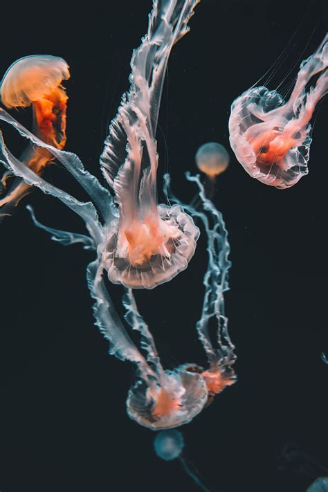 Animals Jellyfish Swimming Underwater World Aquarium Tentacles Hd